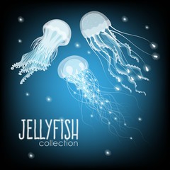 Naklejka premium Collection of jellyfish
