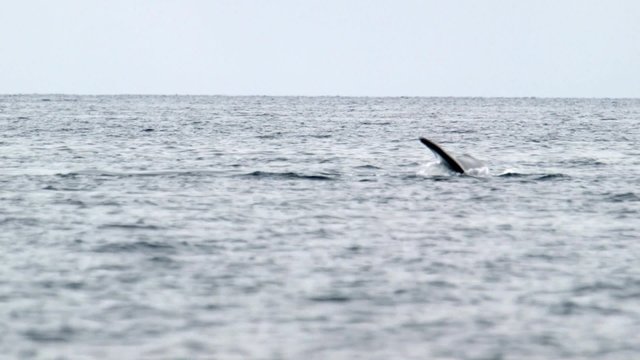 Bowhead whale swimming through the Arctic ocean.
