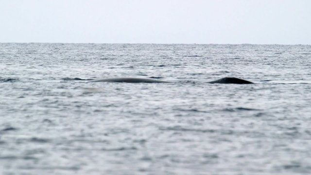 Bowhead whale swimming through the Arctic ocean.