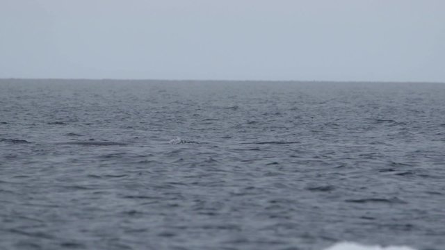 Bowhead whale swimming through the Arctic ocean.