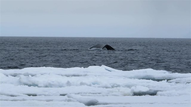 Bowhead Whale swimming through the Arctic ocean.