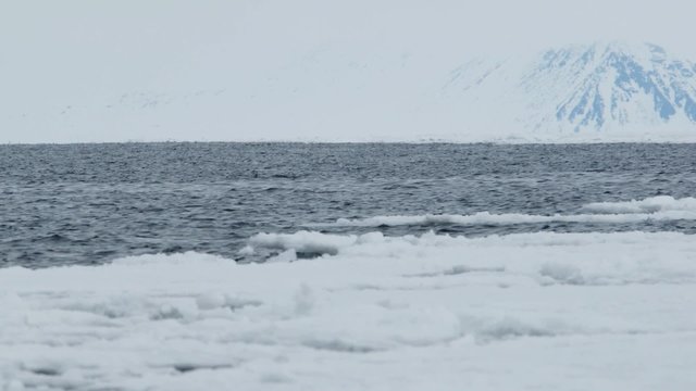 Bowhead whale swimming through the Arctic ocean.