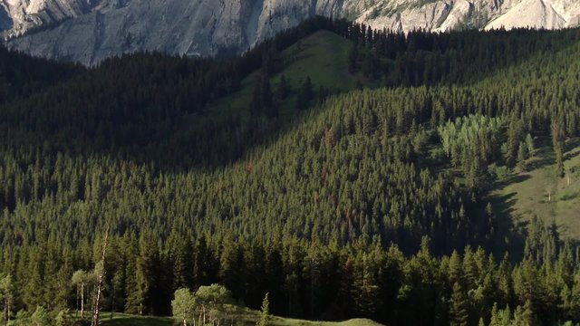 Forest laying at the foot of the Bugaboo Mountain range, British Columbia. Pan