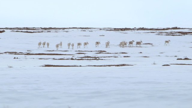 Group of caribou crossing frozen tundra.