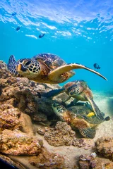 Papier Peint photo Lavable Tortue Hawaiian Green Sea Turtle cruising in the warm waters of the Pacific Ocean of Hawaii