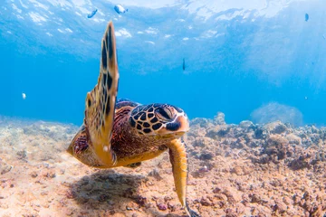 Photo sur Plexiglas Tortue Hawaiian Green Sea Turtle cruising in the warm waters of the Pacific Ocean of Hawaii