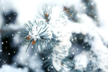Christmas fir trees with fresh natural snow, snowstorm