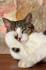Beleidigter Kater : Portrait  einer frustrierten Katze