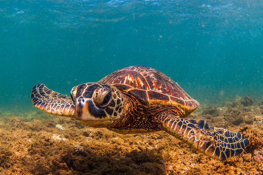 Hawaiian Green Sea Turtle Cruising in the warm waters of the Pacific Ocean in Hawaii