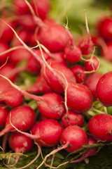 radish, Raphanus sativus, edible root vegetable