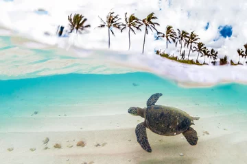 Papier Peint photo autocollant Tortue Croisière de tortue verte hawaïenne dans les eaux chaudes de l& 39 océan Pacifique à Hawaï