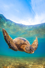 Naklejka premium Hawaiian Green Sea Turtle cruising in the warm waters of the Pacific Ocean in Hawaii