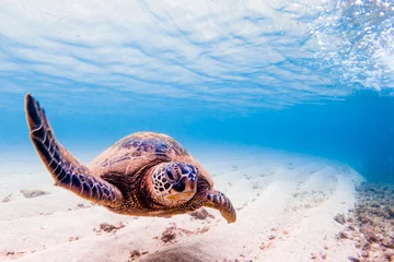 Stickers pour porte Tortue Croisière de tortue verte hawaïenne dans les eaux chaudes de l& 39 océan Pacifique à Hawaï