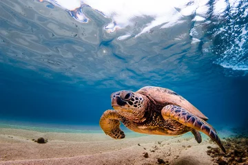 Fotobehang Hawaiiaanse groene zeeschildpad cruisen in de warme wateren van de Stille Oceaan in Hawaï © shanemyersphoto