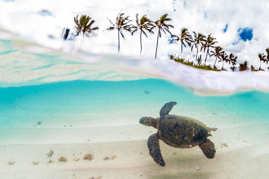 Hawaiian Green Sea Turtle cruising in the warm waters of the Pacific Ocean in Hawaii