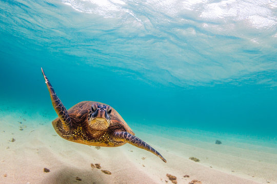 Hawaiian Green Sea Turtle cruising in the warm waters of the Pacific Ocean in Hawaii