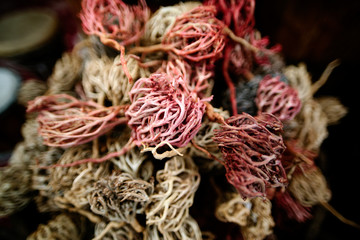 Jericho rose from desert at arabian market in Egypt