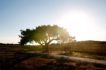 Old tree on the island of Cyprus under the rays of sunset, Protaras