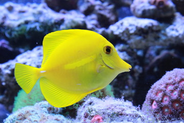 Yellow Tang (Zebrasoma flavescens)