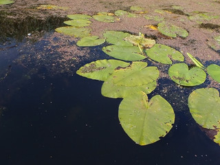 Leaves of water lily on the river