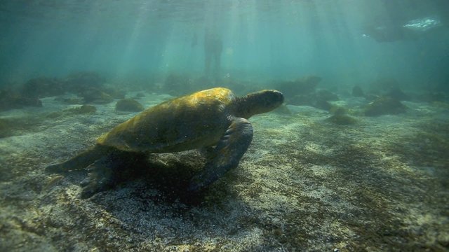 Galapagos green sea turtles swimming and relaxing underwater in enchanting low tide lagoon 