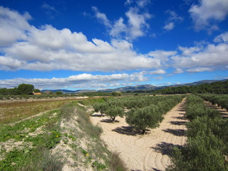 Fototapeta na wymiar Spanish agriculture with olive grove