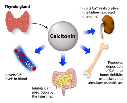 Calcitonin or thyrocalcitonin