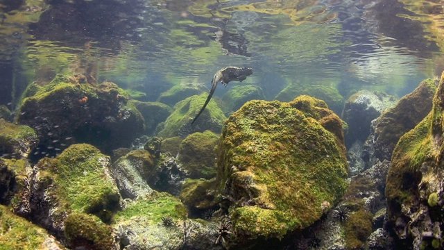 Marine iguana swimming underwater over volcanic reef in the Galapagos Islands 