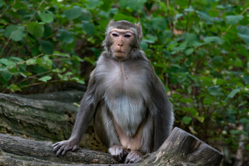 Affe sitzt gemütlich auf Baumstamm