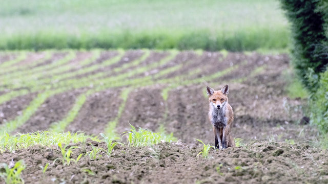 Fuchs im Schwarzwald