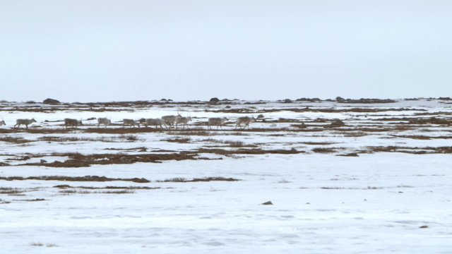 Group of caribou crossing frozen tundra.