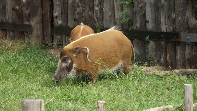 Non &egrave; d'oro, ma &egrave; sempre un tapiro