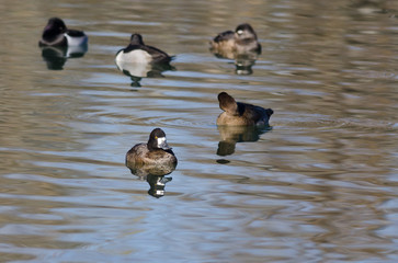 Female Scaup Resting on the Still Pond Waters