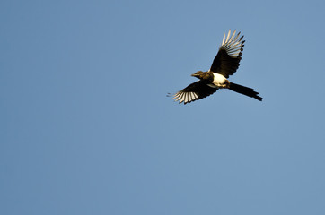Black-billed Magpie Flying in a Blue Sky