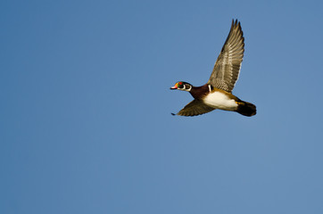 Male Wood Duck Flying in a Blue Sky