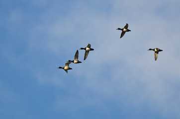Flock of Ring-Necked Ducks Flying in a Blue Sky