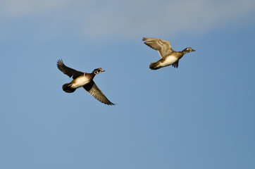 Pair of Wood Ducks Flying in a Blue Sky