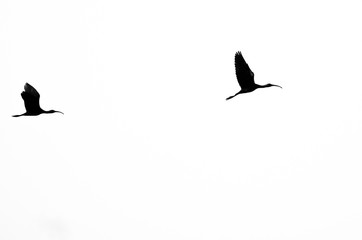 Pair of Silhouetted White-Faced Ibis Flying on a White Background