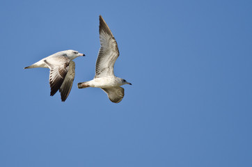 Fototapeta na wymiar Pair of Ring-Billed Gulls Flying in a Blue Sky
