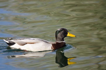 Male Mallard Duck Swimming Across the Green Water