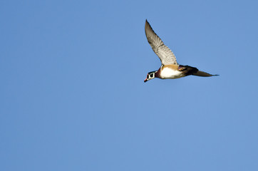 Male Wood Duck Flying in a Blue Sky