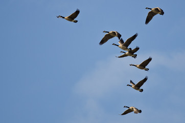 Flock of Canada Geese Flying in a Blue Sky