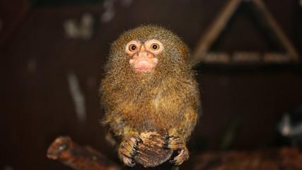 Pygmy marmoset (Dwarf monkey)