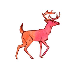 Deer (watercolor paint drawing)