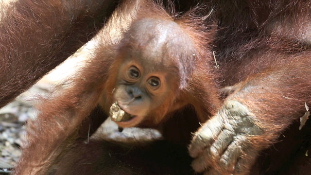 Mother and baby orangutan playing on rain forest floor in Gunung Leuser National Park, Sumatra