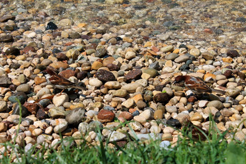 Maritime pebble in the water.