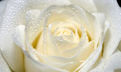 Obraz premium Piękna biała róża z kroplami wody