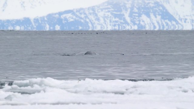 Bowhead whale breaching the water of the Arctic ocean.