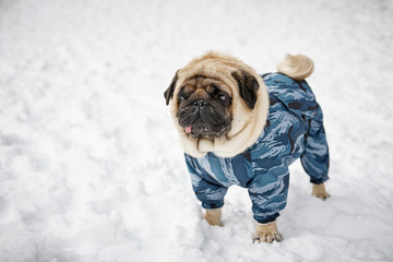 Little sad pug