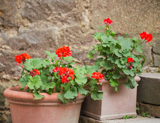 Fototapeta na wymiar pot with a blossoming geranium